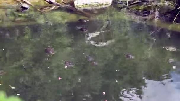 Viele Schildkröten Schwimmen Teich Und Klettern Ans Ufer — Stockvideo