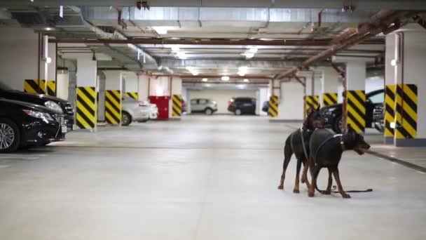 Twee Doberman Met Leiband Spelen Ondergrondse Parkeergarage — Stockvideo