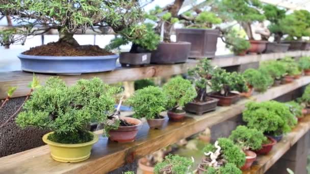 Wiersze Różne Bonsai Drzew Doniczkach Półkach Szklarni — Wideo stockowe