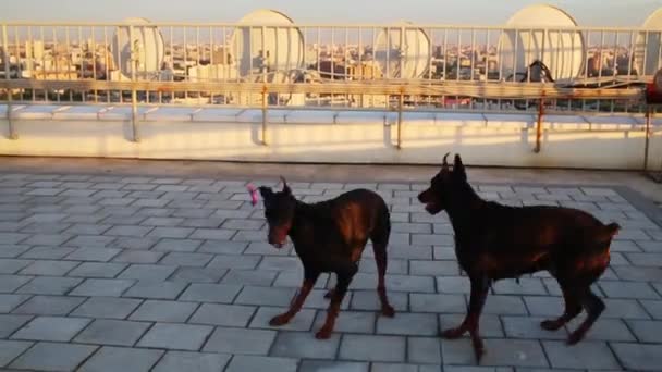Uzun Boylu Binanın Çatı Üzerinde Oyuncaklarla Oynayan Iki Doberman — Stok video