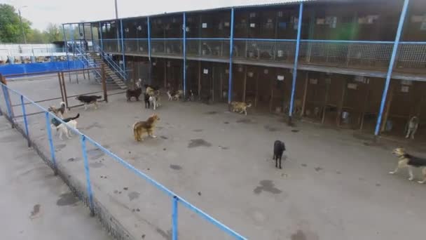 Многие Бродячие Собаки Бегают Приюте Осенью Вид Воздуха — стоковое видео