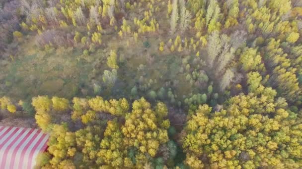 秋の晴れた日にエルク島国立公園でカラフルな葉を持つ木です 航空写真ビュー — ストック動画