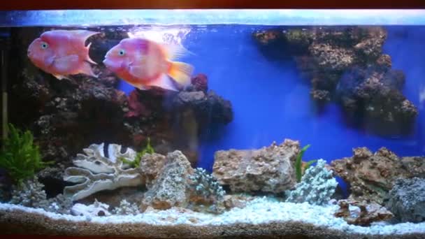 Two Orange Beautiful Fishes Swim Pure Big Aquarium — Stock Video