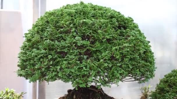 Geformter Bonsai Thuja Baum Mit Menschlichen Spielzeugfiguren Topf Gewächshaus — Stockvideo