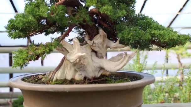Kalın Bonsai Kozalaklı Ağaç Kabuğu Sera Tencerede Olmadan — Stok video