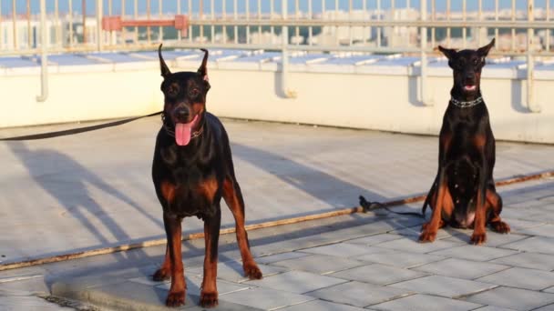Twee Dobermann Honden Met Kragen Dak Van Residentiële Gebouw — Stockvideo