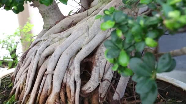 Bonsai Drzewa Korzeniami Potężne Bujnych Zielonych Liści Koronie — Wideo stockowe