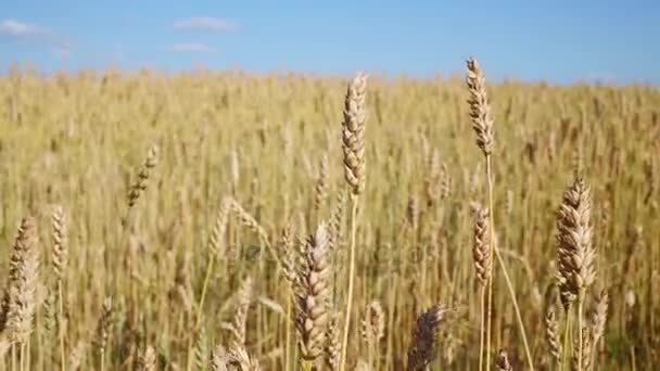 Прекрасные Желтые Спелые Колосья Пшеницы Ветру Летний День — стоковое видео