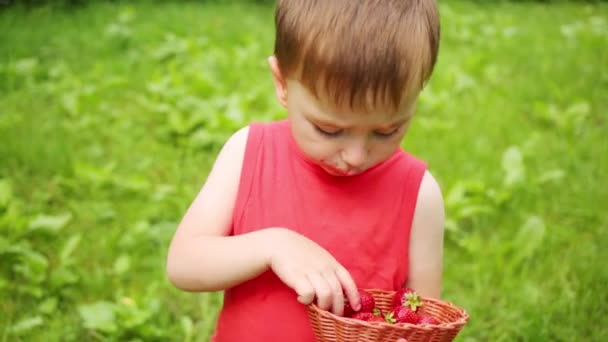 小さな男の子がバスケットを保持し 屋外のイチゴを食べる — ストック動画