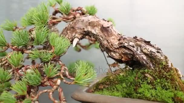 Bonsai Kiefer Mit Gebogenem Stamm Topf Gewächshaus — Stockvideo