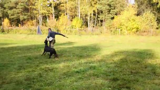 Doberman Vangsten Running Dog Trainer Bijt Hem Handbescherming — Stockvideo