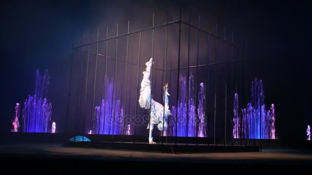 Moscow Russia Dec 2014 Gymnast Performs Cage Stage Christmas Performance — Stock Video