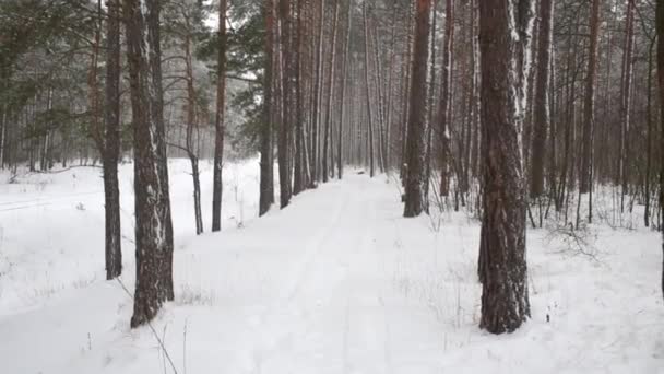 Nieve Con Viento Bosque Pinos Día Invierno — Vídeo de stock