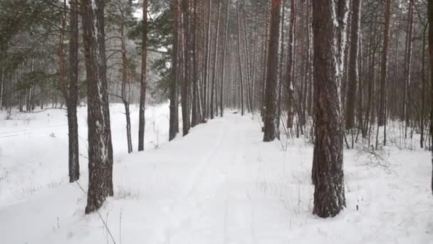 Snowfall Wind Pine Forest Winter Day — Stock Video