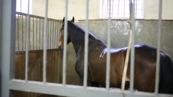 Many Stalls Lattices Horses Horse Farm — Stock Video