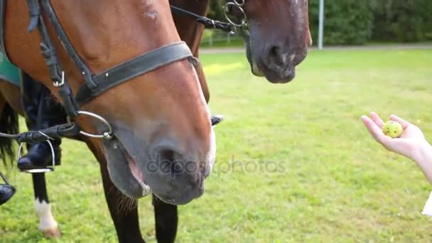 妇女的手喂养二匹马与苹果户外 — 图库视频影像