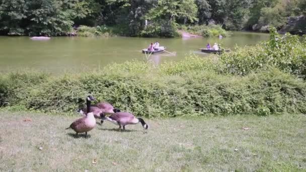 纽约中央公园池塘岸边的鹅吃草 — 图库视频影像
