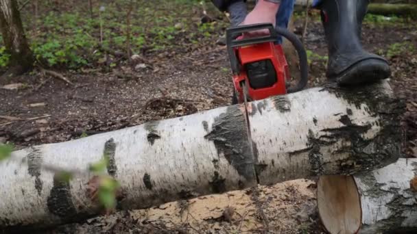 Man Woods Sawing Birch Using Chainsaw — Stock Video