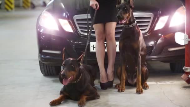 Wanita Pirang Cantik Dengan Dua Anjing Doberman Samping Mobil Hitam — Stok Video