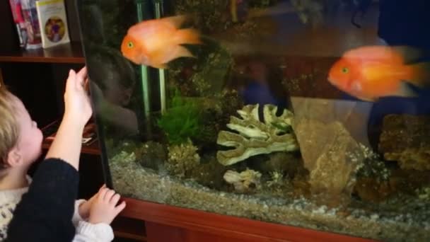 Glücklicher Süßer Kleiner Junge Sieht Fische Aquarium Zimmer Mutter Und — Stockvideo