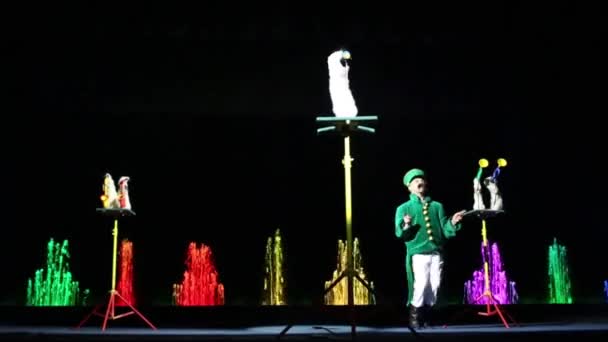 莫斯科 俄罗斯 2014年12月18日 动物驯狗工与雪貂音乐家在舞台上的圣诞表演在舞蹈喷泉马戏团 Akvamarin — 图库视频影像