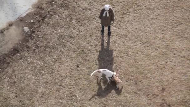 Top View Unrecognizable Woman Two Playing Dogs — Stock Video