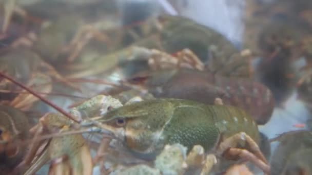 许多活着的小龙虾爬行在水族馆里的水 — 图库视频影像