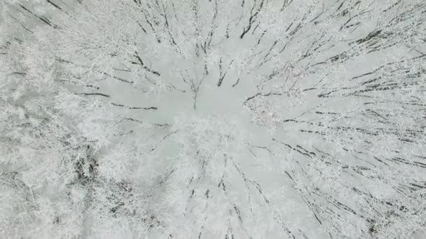 Árboles Cubiertos Nieve Parque Elk Island Día Invierno Vista Aérea — Vídeos de Stock