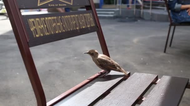 Moscow Russia July 2015 Thrush Sitting Chair Outdoor Cafe Inscription — Stock Video