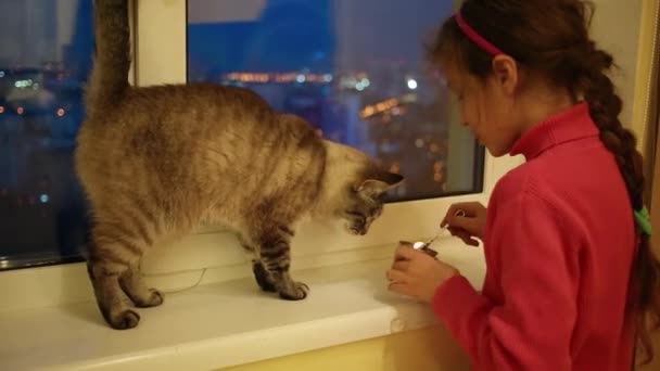 女孩把它放在猫粮的手和喂养猫窗台上她的胳膊 — 图库视频影像
