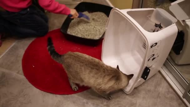 Chica Haciendo Incluso Relleno Gato Inodoro Lado Gato Alfombra Roja — Vídeos de Stock