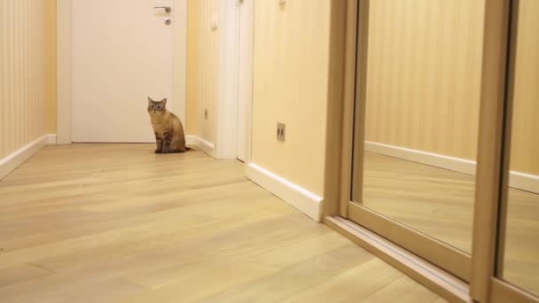 Cat Sits Floor Hallway Goes Camera — Stock Video