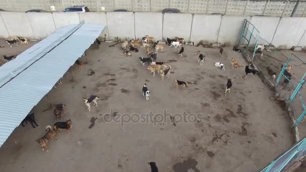 Birçok Sokak Köpekleri Iltica Bahçede Sonbahar Gün Çalıştırın Havadan Görünümü — Stok video
