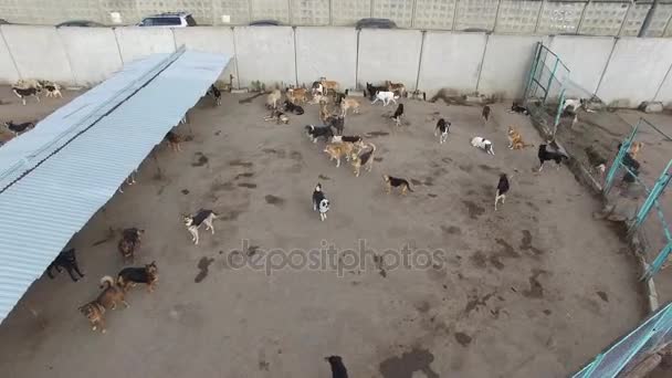 Beaucoup Chiens Errants Courent Dans Cour Asile Jour Automne Vue — Video