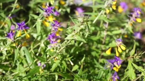 Primer Plano Del Bosque Flores Silvestres Balanceándose Viento Verano — Vídeo de stock