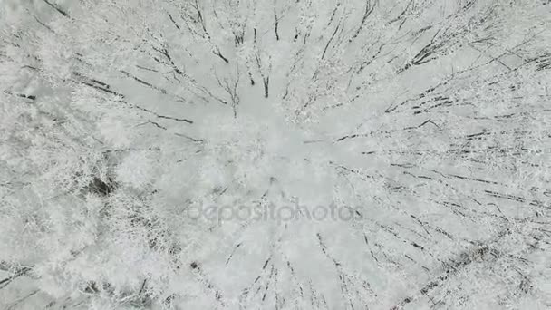 Besneeuwde Bomen Park Elk Eiland Bij Winterdag Luchtfoto — Stockvideo