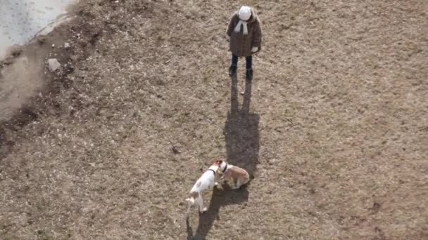 Женщина Смотрит Двух Собак Играющих Фрисби Над Видом — стоковое видео