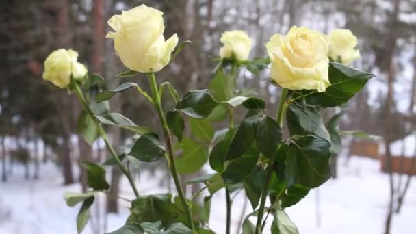 白玫瑰在窗台 雪堆和窗外的树上 — 图库视频影像