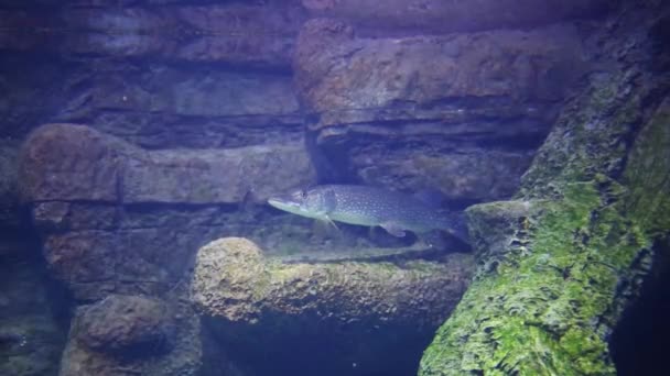 在水族馆的石墙附近悬挂的鱼看着相机 — 图库视频影像