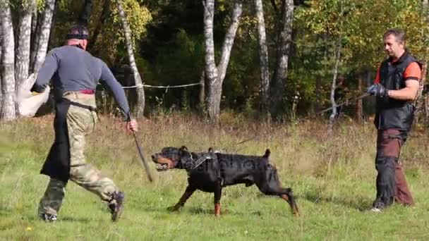 Två Män Hundtränare Med Doberman Grönt Gräs — Stockvideo