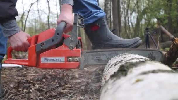 Moscú Rusia Mayo 2015 Hombre Aserrando Árbol Bosque Usando Motosierras — Vídeos de Stock