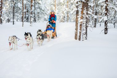 Husky safari in Finnish Lapland clipart