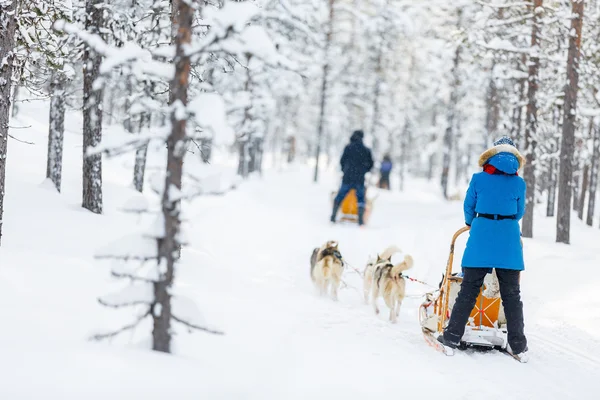 フィンランドのラップランドのハスキー サファリ — ストック写真