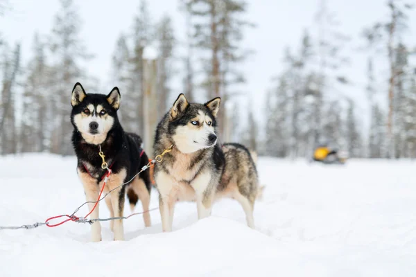 Husky safari in Fins Lapland — Stockfoto
