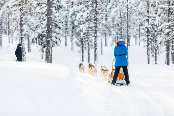 フィンランドのラップランドのハスキー サファリ — ストック写真