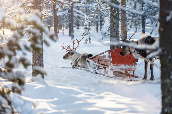 Reniferowe safari w fińskiej Laponii — Zdjęcie stockowe