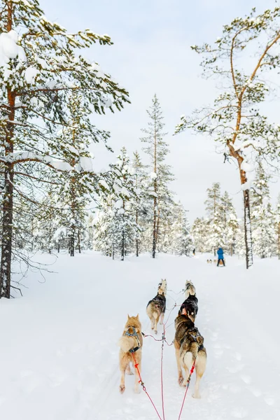 Husky safari ve finském Laponsku — Stock fotografie