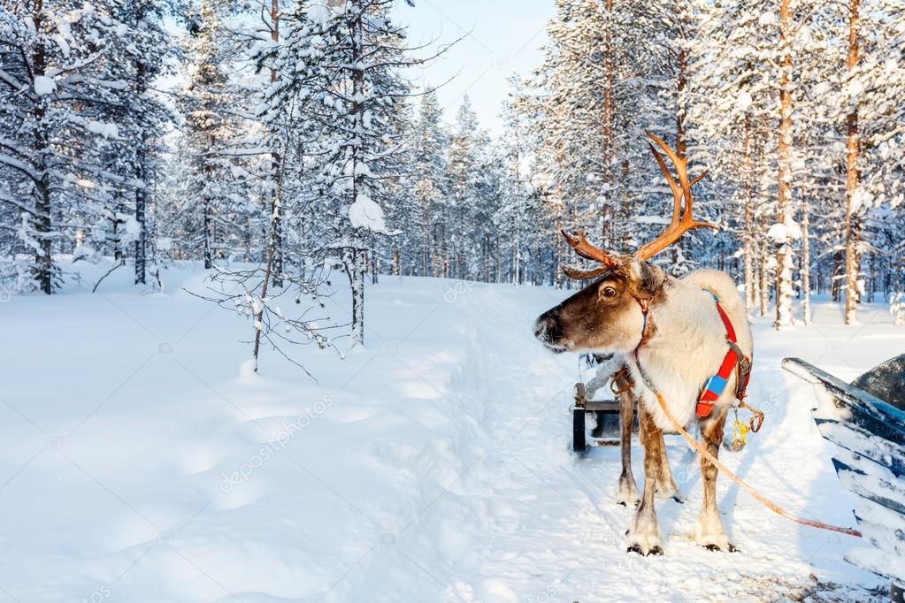 Reindeer safari in Finnish Lapland