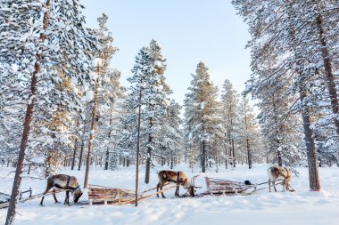 Reindeer safari in Lapland Finland clipart