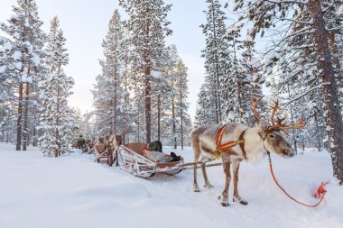 Reindeer safari in Lapland Finland clipart